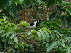 Cyanocorax mystacalis