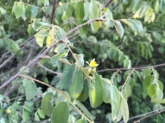 Grewia subspathulata