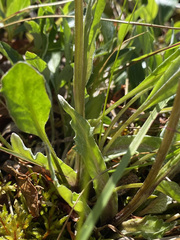 Tephroseris yukonensis