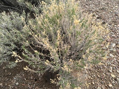 Chrysothamnus viscidiflorus puberulus