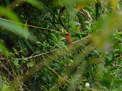 Pachyramphus homochrous
