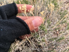 Chrysothamnus viscidiflorus puberulus
