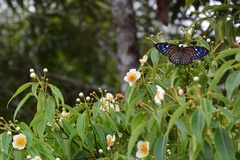 Papilio paradoxa
