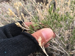 Chrysothamnus viscidiflorus puberulus