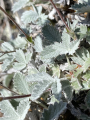 Potentilla crebridens hemicryophila