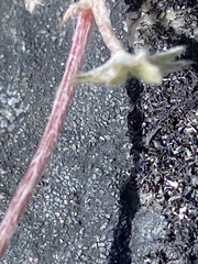 Potentilla crebridens hemicryophila
