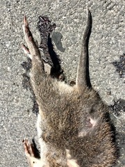 Isoodon obesulus obesulus