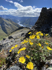 Potentilla vulcanicola