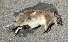 Isoodon obesulus obesulus