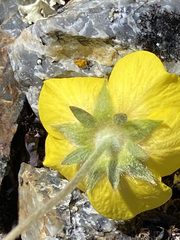 Potentilla vulcanicola