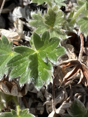 Potentilla vulcanicola