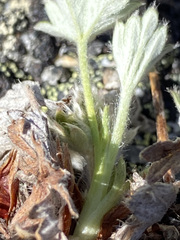 Potentilla vulcanicola