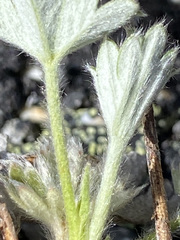 Potentilla vulcanicola