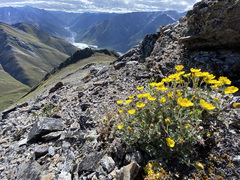 Potentilla vulcanicola