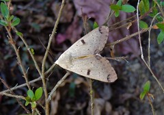 Ophiusa parcemacula
