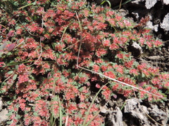 Euphorbia indivisa