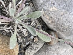 Physaria arctica