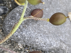 Physaria arctica