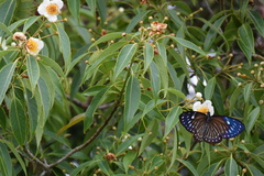Papilio paradoxa