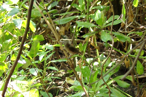 iNaturalist image