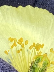Papaver lapponicum