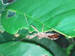 Rocconota annulicornis