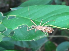 Rocconota annulicornis