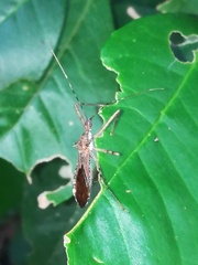 Rocconota annulicornis