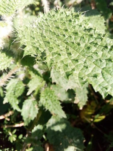 Image of Urtica ardens by (c) mahendra raikwal, some rights reserved (CC BY)