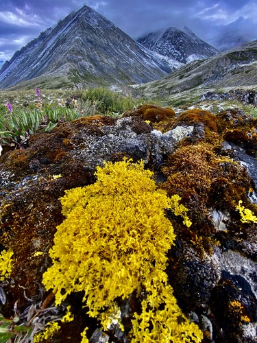 Yellow Lichen
