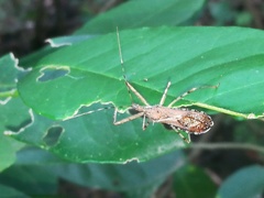 Rocconota annulicornis