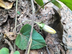 Hewittia malabarica