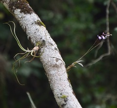 Tillandsia pseudobaileyi