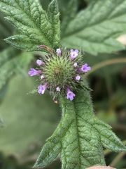 Verbena