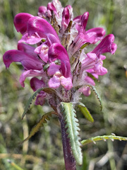 Pedicularis sudetica interior