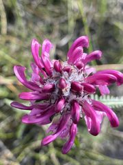 Pedicularis sudetica interior