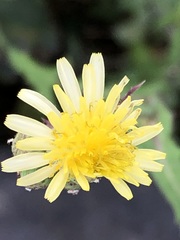 Sonchus oleraceus
