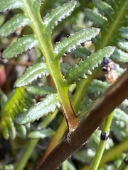 Pedicularis sudetica interior