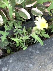 Sonchus oleraceus