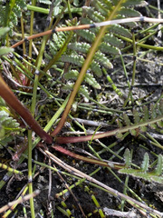Pedicularis sudetica interior