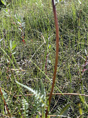 Pedicularis sudetica interior