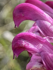 Pedicularis sudetica interior
