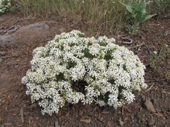 Leptosiphon nuttallii