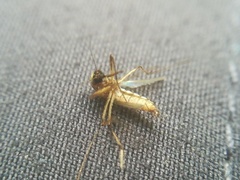 Aedes thelcter