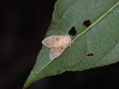 Nudaria ranruna