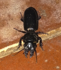 Scaritini
