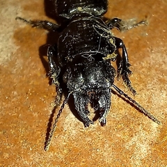 Scaritini