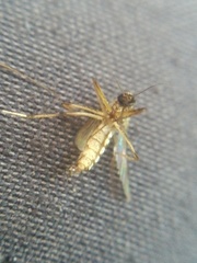 Aedes thelcter
