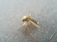 Aedes thelcter