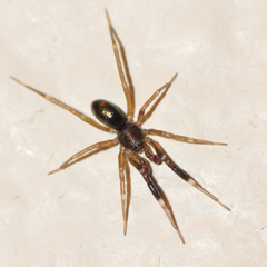 Phrurotimpus borealis